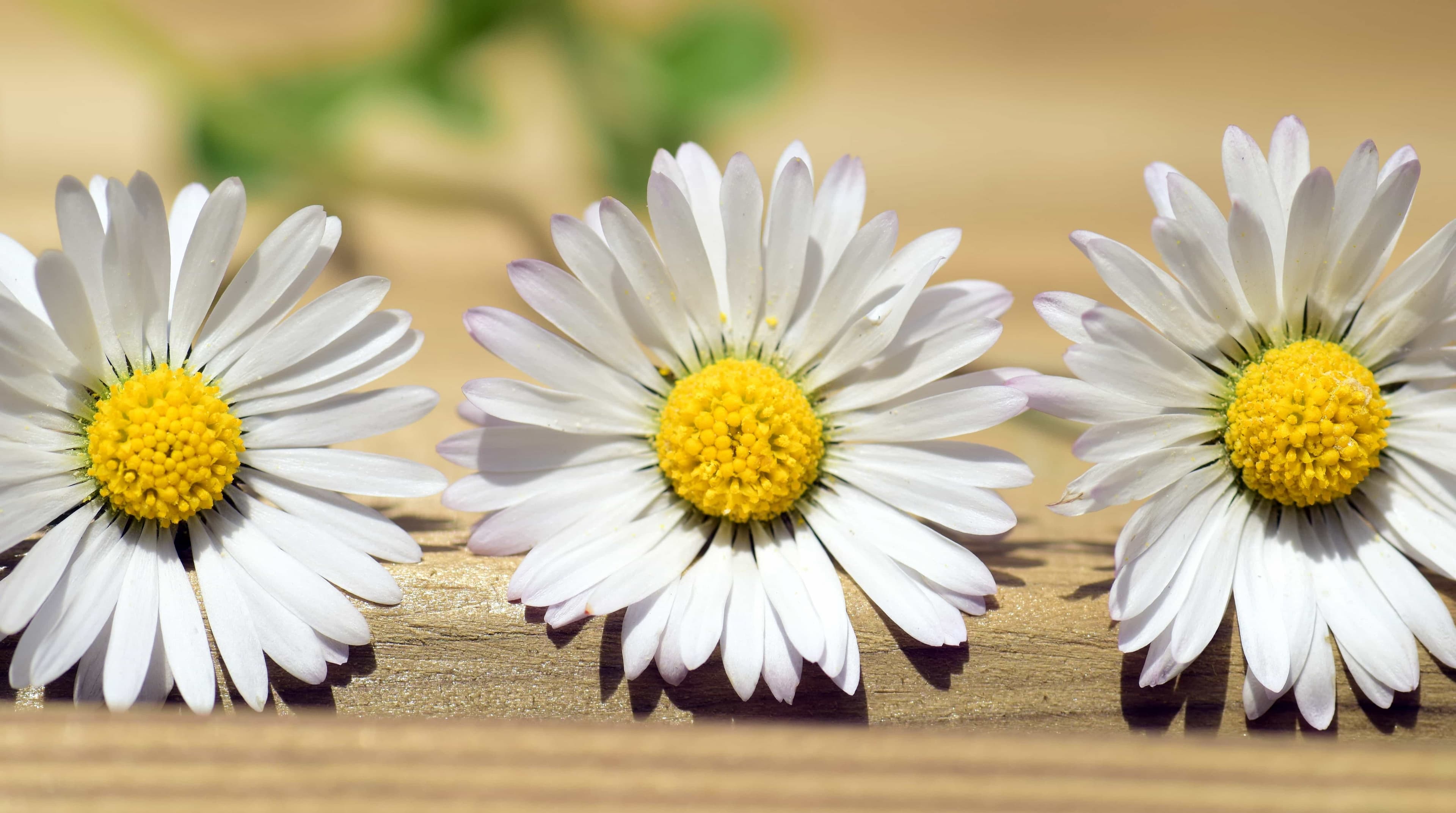 Dashboard analytics preview